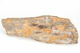 Fossil Pterosaur (Pteranodon) Wing Bone - Kansas #208355-1